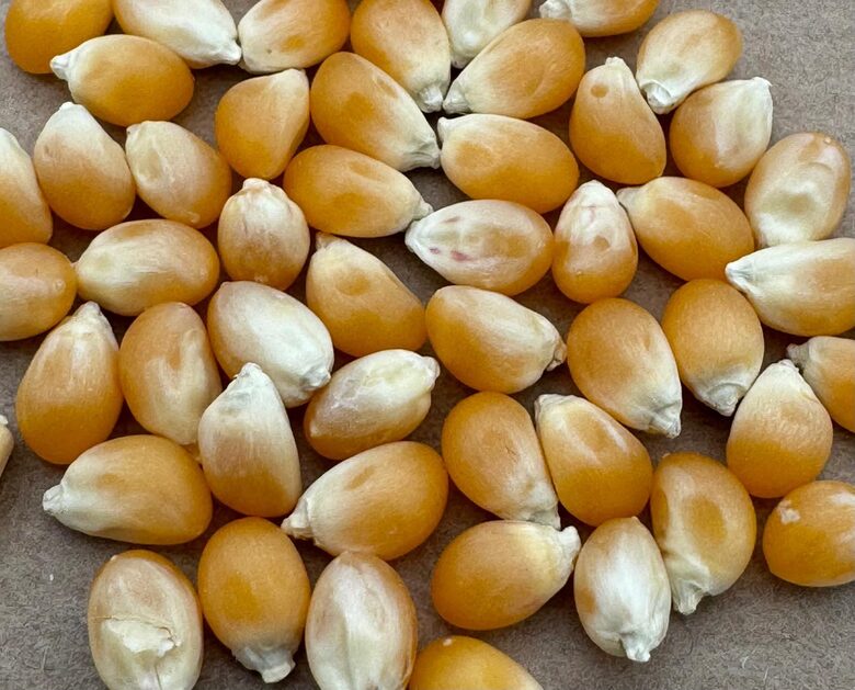 Kukurūza "Minipop" 10 sēklas